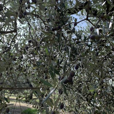 Olio 2 M