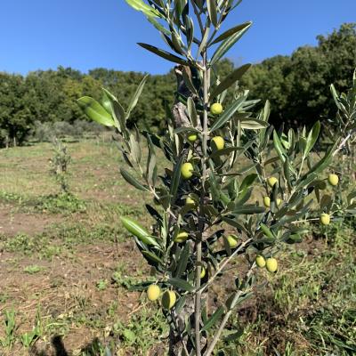 Olio 7 M