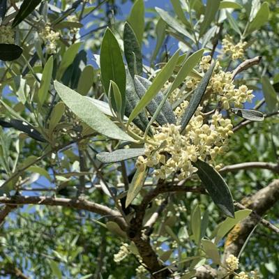 Olio 8 M