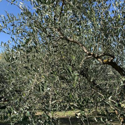 Olio 9 M